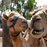 экскурсии с гидом в парк верблюдов из Айя-Напы